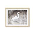 Picture of Wading Egret _GroupedProduct_Rectangle_Landscape_Framed_Matted_