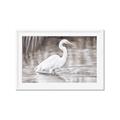 Picture of Wading Egret _GroupedProduct_Rectangle_Landscape_Framed_Matted_