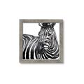 Picture of Zebra Watching _GroupedProduct_Square_Framed_Matted_
