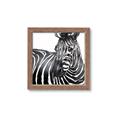 Picture of Zebra Watching _GroupedProduct_Square_Framed_Matted_