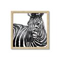 Picture of Zebra Watching _GroupedProduct_Square_Framed_Matted_