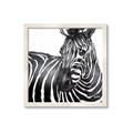 Picture of Zebra Watching _GroupedProduct_Square_Framed_Matted_