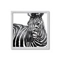 Picture of Zebra Watching _GroupedProduct_Square_Framed_Matted_