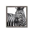 Picture of Zebra Watching _GroupedProduct_Square_Framed_Matted_