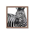 Picture of Zebra Watching _GroupedProduct_Square_Framed_Matted_