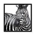 Picture of Zebra Watching _GroupedProduct_Square_Framed_Matted_