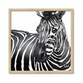 Picture of Zebra Watching _GroupedProduct_Square_Framed_Matted_
