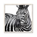 Picture of Zebra Watching _GroupedProduct_Square_Framed_Matted_