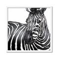 Picture of Zebra Watching _GroupedProduct_Square_Framed_Matted_