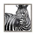 Picture of Zebra Watching _GroupedProduct_Square_Framed_Matted_