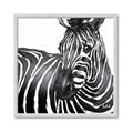 Picture of Zebra Watching _GroupedProduct_Square_Framed_Matted_