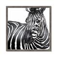 Picture of Zebra Watching _GroupedProduct_Square_Framed_Matted_