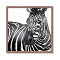Picture of Zebra Watching _GroupedProduct_Square_Framed_Matted_