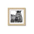 Picture of Zebra Watching _GroupedProduct_Square_Framed_Matted_