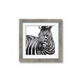 Picture of Zebra Watching _GroupedProduct_Square_Framed_Matted_