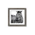 Picture of Zebra Watching _GroupedProduct_Square_Framed_Matted_