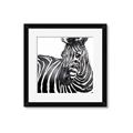Picture of Zebra Watching _GroupedProduct_Square_Framed_Matted_
