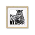 Picture of Zebra Watching _GroupedProduct_Square_Framed_Matted_