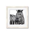 Picture of Zebra Watching _GroupedProduct_Square_Framed_Matted_