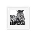 Picture of Zebra Watching _GroupedProduct_Square_Framed_Matted_
