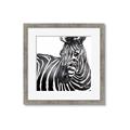 Picture of Zebra Watching _GroupedProduct_Square_Framed_Matted_