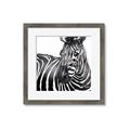 Picture of Zebra Watching _GroupedProduct_Square_Framed_Matted_