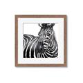 Picture of Zebra Watching _GroupedProduct_Square_Framed_Matted_