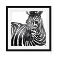 Picture of Zebra Watching _GroupedProduct_Square_Framed_Matted_