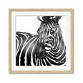 Picture of Zebra Watching _GroupedProduct_Square_Framed_Matted_