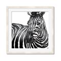 Picture of Zebra Watching _GroupedProduct_Square_Framed_Matted_