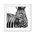 Picture of Zebra Watching _GroupedProduct_Square_Framed_Matted_