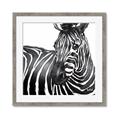 Picture of Zebra Watching _GroupedProduct_Square_Framed_Matted_