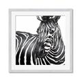Picture of Zebra Watching _GroupedProduct_Square_Framed_Matted_