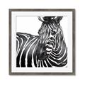 Picture of Zebra Watching _GroupedProduct_Square_Framed_Matted_