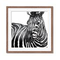 Picture of Zebra Watching _GroupedProduct_Square_Framed_Matted_