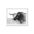 Picture of Big Cattle  _GroupedProduct_Rectangle_Landscape_Framed_Matted_