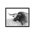 Picture of Big Cattle  _GroupedProduct_Rectangle_Landscape_Framed_Matted_