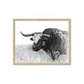 Picture of Big Cattle  _GroupedProduct_Rectangle_Landscape_Framed_Matted_