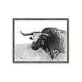 Picture of Big Cattle  _GroupedProduct_Rectangle_Landscape_Framed_Matted_