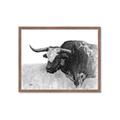 Picture of Big Cattle  _GroupedProduct_Rectangle_Landscape_Framed_Matted_