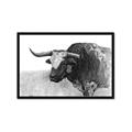 Picture of Big Cattle  _GroupedProduct_Rectangle_Landscape_Framed_Matted_