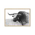 Picture of Big Cattle  _GroupedProduct_Rectangle_Landscape_Framed_Matted_