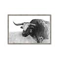 Picture of Big Cattle  _GroupedProduct_Rectangle_Landscape_Framed_Matted_