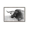 Picture of Big Cattle  _GroupedProduct_Rectangle_Landscape_Framed_Matted_