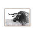 Picture of Big Cattle  _GroupedProduct_Rectangle_Landscape_Framed_Matted_