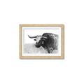 Picture of Big Cattle  _GroupedProduct_Rectangle_Landscape_Framed_Matted_