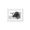 Picture of Big Cattle  _GroupedProduct_Rectangle_Landscape_Framed_Matted_