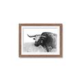 Picture of Big Cattle  _GroupedProduct_Rectangle_Landscape_Framed_Matted_