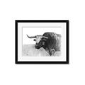 Picture of Big Cattle  _GroupedProduct_Rectangle_Landscape_Framed_Matted_