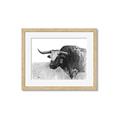 Picture of Big Cattle  _GroupedProduct_Rectangle_Landscape_Framed_Matted_